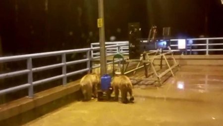 Barajda gece nöbeti tutan güvenlikçiye iki ayı yavrusu sürprizi
